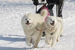Lenk 2012 SM